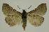  ( - BC EF Lep 02508)  @13 [ ] Copyright (2010) Unspecified Research Collection of Egbert Friedrich
