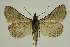  ( - BC EF Lep 02509)  @13 [ ] Copyright (2010) Unspecified Research Collection of Egbert Friedrich