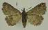  ( - BC EF Lep 02522)  @13 [ ] Copyright (2010) Unspecified Research Collection of Egbert Friedrich