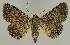  ( - BC EF Lep 02726)  @14 [ ] Copyright (2010) Unspecified Research Collection of Egbert Friedrich