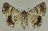  ( - BC EF Lep 02729)  @13 [ ] Copyright (2010) Unspecified Research Collection of Egbert Friedrich