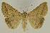  ( - BC EF Lep 02738)  @14 [ ] Copyright (2010) Unspecified Research Collection of Egbert Friedrich