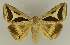  ( - BC EF Lep 02749)  @14 [ ] Copyright (2010) Unspecified Research Collection of Egbert Friedrich
