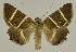  ( - BC EF Lep 02751)  @14 [ ] Copyright (2010) Unspecified Research Collection of Egbert Friedrich