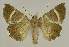  ( - BC EF Lep 02751)  @13 [ ] Copyright (2010) Unspecified Research Collection of Egbert Friedrich