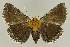  ( - BC EF Lep 02762)  @14 [ ] Copyright (2010) Unspecified Research Collection of Egbert Friedrich