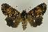  ( - BC EF Lep 02767)  @14 [ ] Copyright (2010) Unspecified Research Collection of Egbert Friedrich