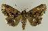  ( - BC EF Lep 02768)  @14 [ ] Copyright (2010) Unspecified Research Collection of Egbert Friedrich