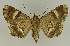  ( - BC EF Lep 02769)  @13 [ ] Copyright (2010) Unspecified Research Collection of Egbert Friedrich