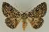  (Donuca castalia PS2 - BC EF Lep 02777)  @14 [ ] Copyright (2010) Unspecified Research Collection of Egbert Friedrich