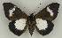  ( - BC EF Lep 02789)  @12 [ ] Copyright (2010) Unspecified Research Collection of Egbert Friedrich