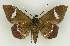  ( - BC EF Lep 02790)  @13 [ ] Copyright (2010) Unspecified Research Collection of Egbert Friedrich