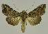 ( - BC EF Lep 02796)  @14 [ ] Copyright (2010) Unspecified Research Collection of Egbert Friedrich