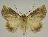  ( - BC EF Lep 02833)  @13 [ ] Copyright (2010) Unspecified Research Collection of Egbert Friedrich