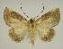  ( - BC EF Lep 02835)  @13 [ ] Copyright (2010) Unspecified Research Collection of Egbert Friedrich