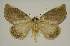  ( - BC EF Lep 02836)  @13 [ ] Copyright (2010) Unspecified Research Collection of Egbert Friedrich