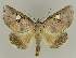  ( - BC EF Lep 02838)  @14 [ ] Copyright (2010) Unspecified Research Collection of Egbert Friedrich