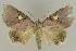  ( - BC EF Lep 02839)  @14 [ ] Copyright (2010) Unspecified Research Collection of Egbert Friedrich