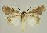  ( - BC EF Lep 02843)  @13 [ ] Copyright (2010) Unspecified Research Collection of Egbert Friedrich