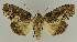  ( - BC EF Lep 02846)  @14 [ ] Copyright (2010) Unspecified Research Collection of Egbert Friedrich