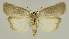  ( - BC EF Lep 02847)  @13 [ ] Copyright (2010) Unspecified Research Collection of Egbert Friedrich