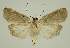  ( - BC EF Lep 02870)  @13 [ ] Copyright (2010) Unspecified Research Collection of Egbert Friedrich