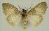  ( - BC EF Lep 02893)  @14 [ ] Copyright (2010) Unspecified Research Collection of Egbert Friedrich
