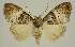 ( - BC EF Lep 02894)  @11 [ ] Copyright (2010) Unspecified Research Collection of Egbert Friedrich