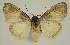  ( - BC EF Lep 02894)  @11 [ ] Copyright (2010) Unspecified Research Collection of Egbert Friedrich