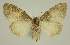  ( - BC EF Lep 02895)  @13 [ ] Copyright (2010) Unspecified Research Collection of Egbert Friedrich