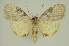 ( - BC EF Lep 02912)  @12 [ ] Copyright (2010) Unspecified Research Collection of Egbert Friedrich