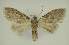  ( - BC EF Lep 02923)  @13 [ ] Copyright (2010) Unspecified Research Collection of Egbert Friedrich