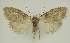  ( - BC EF Lep 02927)  @13 [ ] Copyright (2010) Unspecified Research Collection of Egbert Friedrich