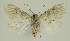  ( - BC EF Lep 02928)  @13 [ ] Copyright (2010) Unspecified Research Collection of Egbert Friedrich