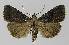  ( - BC EF Lep 00001)  @13 [ ] Copyright (2010) Unspecified Research Collection of Egbert Friedrich