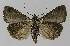  ( - BC EF Lep 00001)  @13 [ ] Copyright (2010) Unspecified Research Collection of Egbert Friedrich