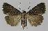  ( - BC EF Lep 00002)  @13 [ ] Copyright (2010) Unspecified Research Collection of Egbert Friedrich
