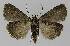  ( - BC EF Lep 00002)  @13 [ ] Copyright (2010) Unspecified Research Collection of Egbert Friedrich
