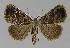  ( - BC EF Lep 00003)  @14 [ ] Copyright (2010) Unspecified Research Collection of Egbert Friedrich