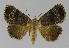  ( - BC EF Lep 00004)  @14 [ ] Copyright (2010) Unspecified Research Collection of Egbert Friedrich