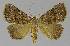  ( - BC EF Lep 00005)  @14 [ ] Copyright (2010) Unspecified Research Collection of Egbert Friedrich