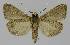  ( - BC EF Lep 00012)  @13 [ ] Copyright (2010) Unspecified Research Collection of Egbert Friedrich