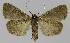  ( - BC EF Lep 00013)  @14 [ ] Copyright (2010) Unspecified Research Collection of Egbert Friedrich
