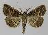  ( - BC EF Lep 00016)  @13 [ ] Copyright (2010) Unspecified Research Collection of Egbert Friedrich