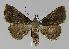 ( - BC EF Lep 00024)  @12 [ ] Copyright (2010) Unspecified Research Collection of Egbert Friedrich