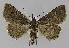  (Naarda calliceros sp. 3 - BC EF Lep 00024)  @13 [ ] Copyright (2010) Unspecified Research Collection of Egbert Friedrich