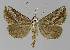  ( - BC EF Lep 00026)  @13 [ ] Copyright (2010) Unspecified Research Collection of Egbert Friedrich