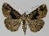  ( - BC EF Lep 00027)  @11 [ ] Copyright (2010) Unspecified Research Collection of Egbert Friedrich