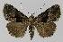  ( - BC EF Lep 00028)  @14 [ ] Copyright (2010) Unspecified Research Collection of Egbert Friedrich