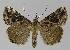  ( - BC EF Lep 00033)  @13 [ ] Copyright (2010) Unspecified Research Collection of Egbert Friedrich